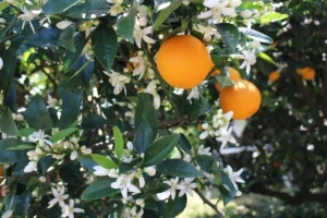 An Orange Grove - Ito