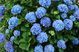 Hydrangea Flowers - Ito