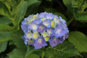 Hydrangea Flowers - Ito