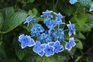 Hydrangea Flowers - Ito
