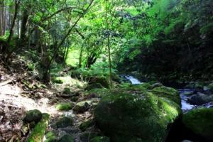 The charm of Naka Izu
