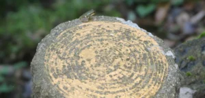 Tiny Tree Frog - Naka Izu