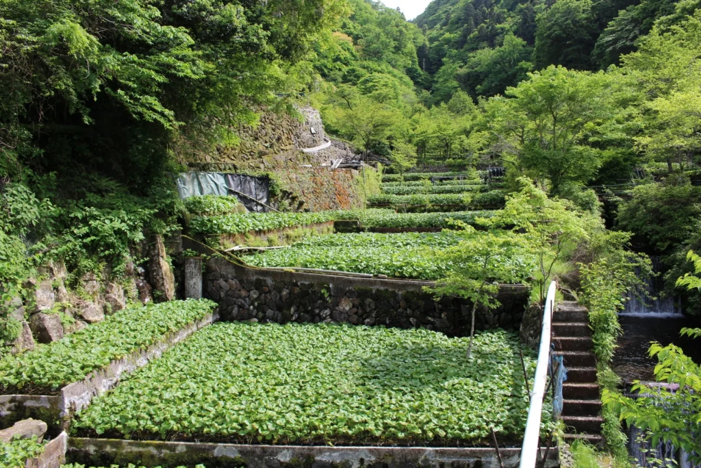 Izu Wasabi Fields