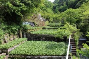 Izu Wasabi Fields