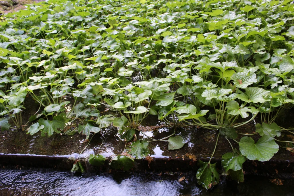 Izu Wasabi Fields