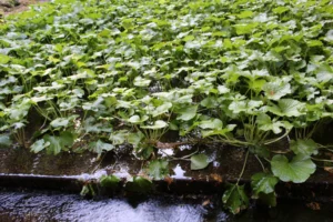 Izu Wasabi Fields