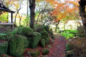 Fall colors in Naka Izu