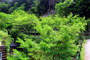 The charm of Naka Izu