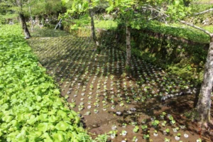 Wasabi Fields - Naka Izu