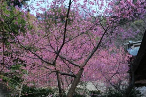 January cherry blossoms in Toi