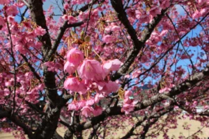 January cherry blossoms in Toi
