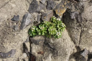 Enjoying Shimoda's geological wonders